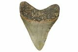 Fossil Megalodon Tooth - North Carolina #340854-1